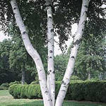 Buy multi-stemmed birch