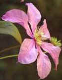 Early large flowered Clematis will often give an autumn show as well, make sure you remove the seed heads after flowering.