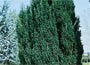 Lawson Cypress "Elwoodii"