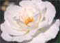 Rosa filipes Kiftsgate, buy from Crocus online