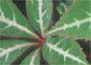 Parthenocissus henryana