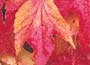Virginia creeper in autumn glory