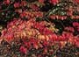 Parrotia - Persian ironwood in autumn foliage
