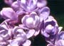 Lilac "Katherine Havemeyer"
