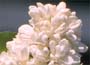 Lilac "Madame lemoine"