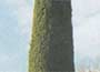 Italian cypress