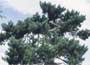 Pinus sylvestris "Scots pine"
