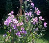 Sweet peas, deadhead regularly for a continuous show of blooms.