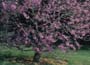 Cercis siliquastrum - Judas tree