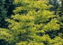 Gleditsia "sunburst"