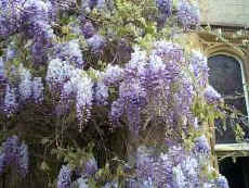 A splendid old Wisteria, nothing can beat their grace and beauty in late spring.
