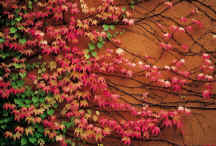 Virginia creeper, "Parthenocissus tricuspidata" in autumn