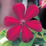 Clematis Niobe