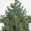 Fast growing evergreen tree, Scotch pine