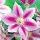 Clematis "Bees Jubilee", group 2