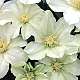 Clematis Alabast™ Poulala(N), group 2