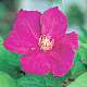 Clematis Ernest Markham, group 3