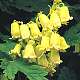 Clematis rehderiana, scented, group 3 species