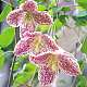 Clematis cirrhosa Freckles, group 1