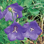 Campanula carpatica