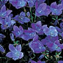 Campanula portenschagiana