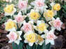 Daffodil Collection, Colorful Cupful