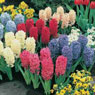 Hyacinth, Large Exhibition-Size