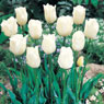 Tulip, White Emperor