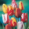 Tulip, Rembrandt