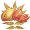 fast growing fruit tree, Hardy Pecan