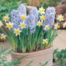 Hyacinth, Blue Ice