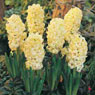 Hyacinth, City of Harlem