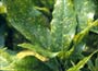Aucuba japonica - spotted laurel