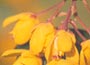 Berberis darwinii