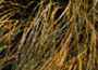 Carex buchananii