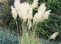 Pampas grass