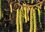 corkscrew hazel