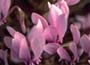 autumn flowering Cyclamen