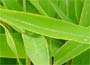 Buy bamboos