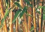 Buy bamboos