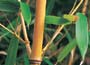 Buy bamboos