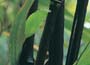 Buy bamboos