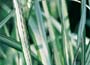 Buy bamboos