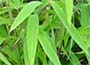 Buy bamboos