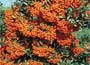 Pyracantha