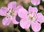 Buy hardy Geraniums