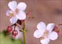 Buy hardy Geraniums