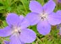Buy hardy Geraniums