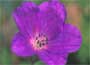 Buy hardy Geraniums