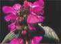 Lamium